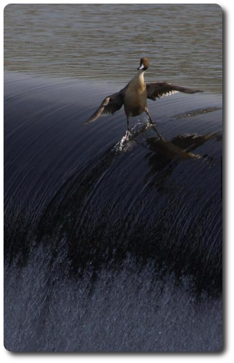 surfin duck